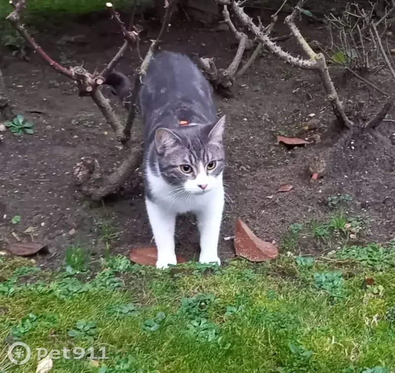 Chat mâle gris-blanc perdu à Reims - photo