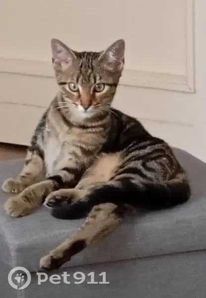 Chat tigré mâle perdu au square St Roch - photo