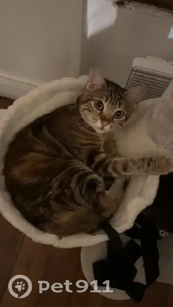 Chatte tigrée perdue à Houilles - photo
