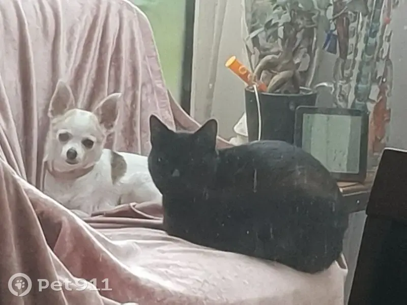 Chat noir perdu, castré, tatoué Montluçon - photo