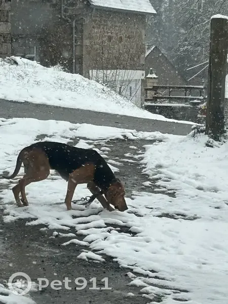 Chienne peureuse, chaîne pendante, Feniers - photo
