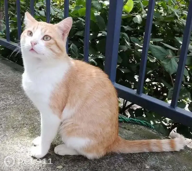 Chat tigré blanc/jaune disparu à Angers - photo