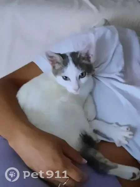 Chat blanc et gris tigré disparu - photo