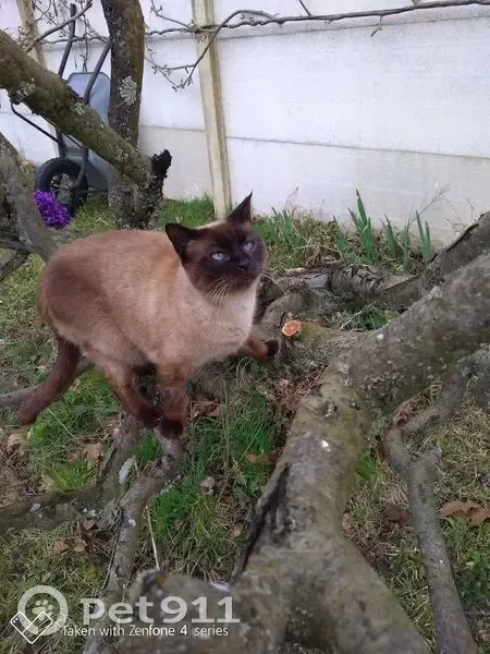 Chat siamois 12 ans perdu, Le Taillan-Médoc - photo