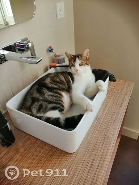 Chat tigré VICO disparu à Agen - photo