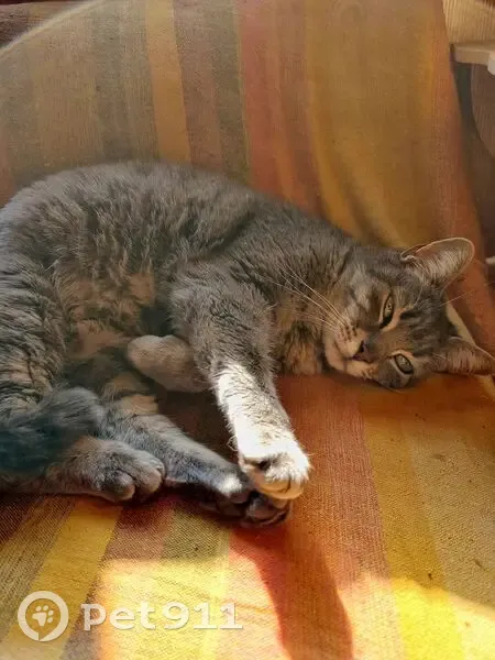 Chatte blessée trouvée à Limoux - photo