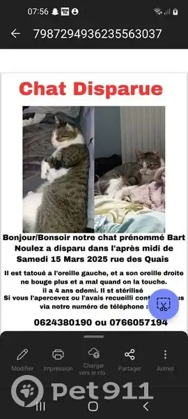 Chat tricolore perdu, oreille sensible - photo