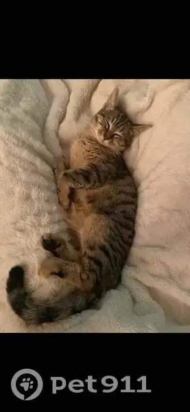 Chatte craintive disparue à Bouchamps - photo