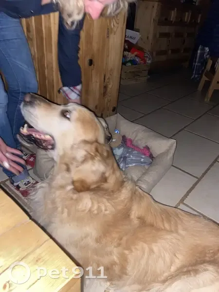 Chien perdu à Toulon-sur-Allier, aidez-nous - photo