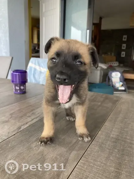 Chienne Malinois Marron/Noir Trouvée - photo