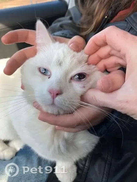 Chat blanc mâle trouvé à Belleville 69220 - photo
