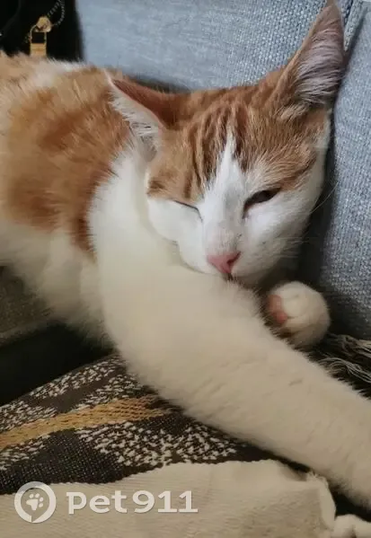 Chat roux et blanc perdu à Tortebesse - photo