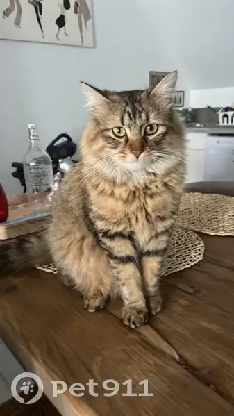 Chat perdu : harnet noir, collier avec numéro - photo