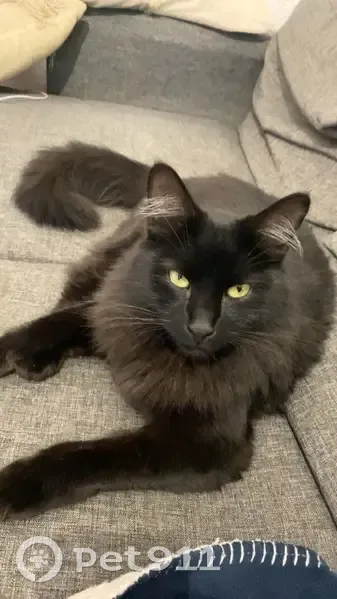Chat noir perdu à Gratentour - photo