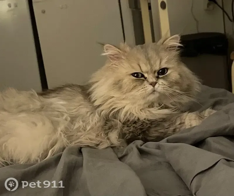 Chat persan mâle trouvé à Mudaison - photo