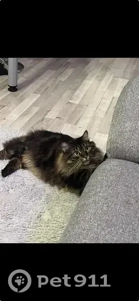 Chatte tigrée disparue à Bourg-en-Bresse - photo