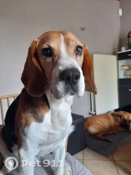 Beagle peureux perdu à Geville - photo
