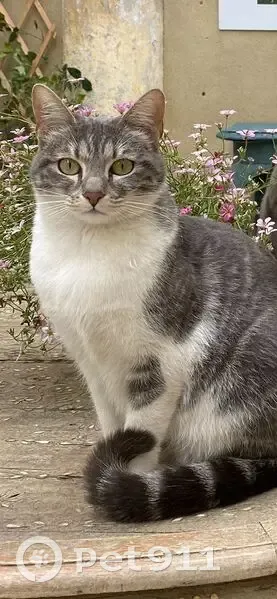 Chatte tigrée perdue à Beaucaire - photo