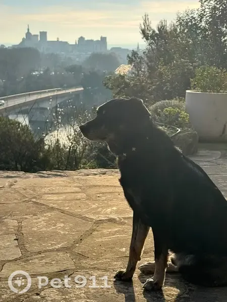 Ronin, chien craintif perdu à Villeneuve - photo