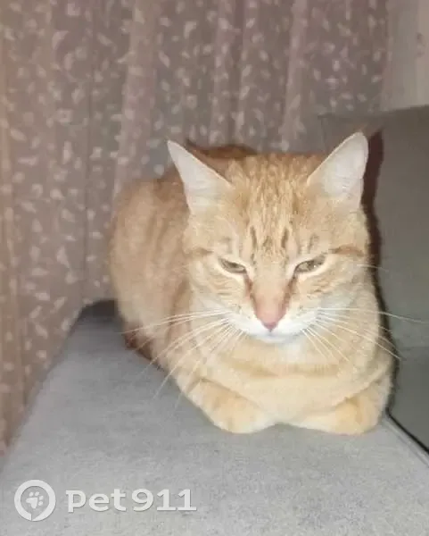 Chatte trouvée à Villeveyrac, cherche foyer - photo
