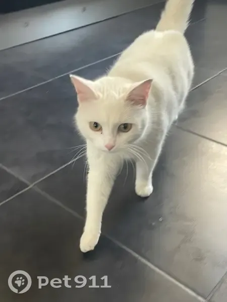 Chatte blanche trouvée Rue du Bissonnet - photo