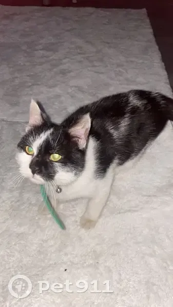 Chat perdu entre Givors et Saint-Symphorien - photo