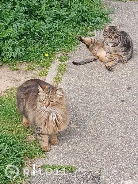 Deux chats trouvés aire Caissargues, Marseille - photo