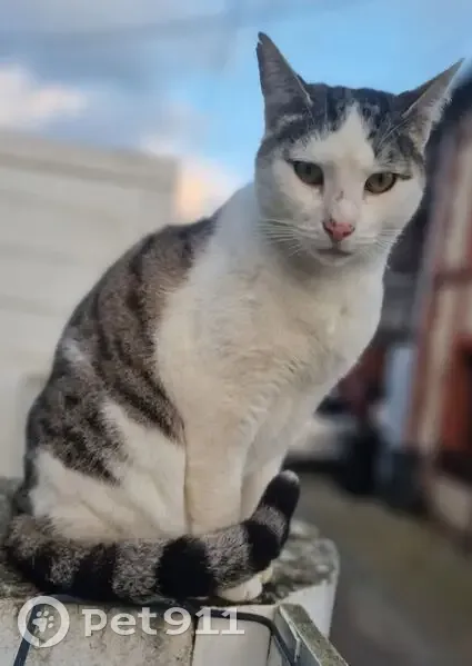 Chat tigré disparu, cicatrice museau, Rouen - photo