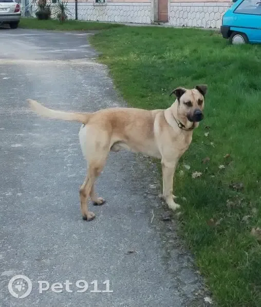 Chien perdu, collier jaune, Touvérac - photo