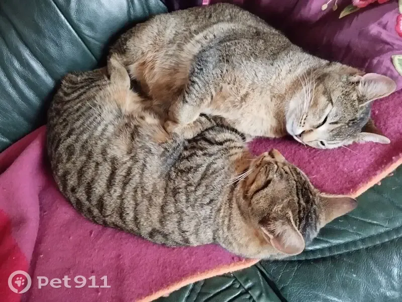 Chat perdu : femelle européenne à Lèves - photo