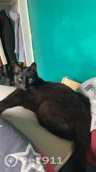 Chat perdu, mâle castré, Vizille - photo