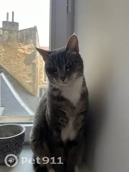 Olive, chat tigré-blanc perdu à Poitiers - photo