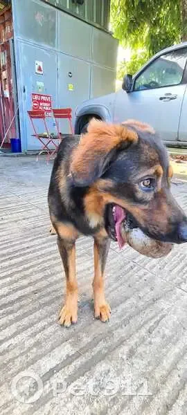Chien marron perdu, répond à Ankh - photo