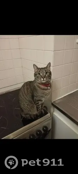 Chatte perdue à Bègles, rue Simone de Beauvoir - photo