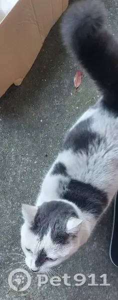 Chatte blanche/grise trouvée à St-André-de-Corcy - photo
