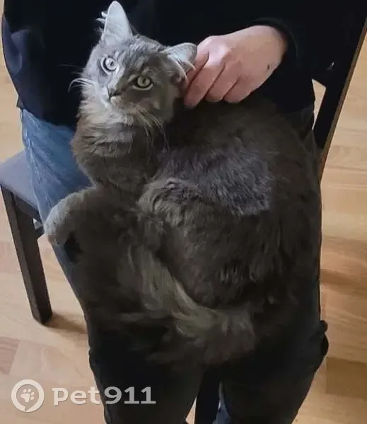 Chat gris mâle trouvé à Cherbourg - photo