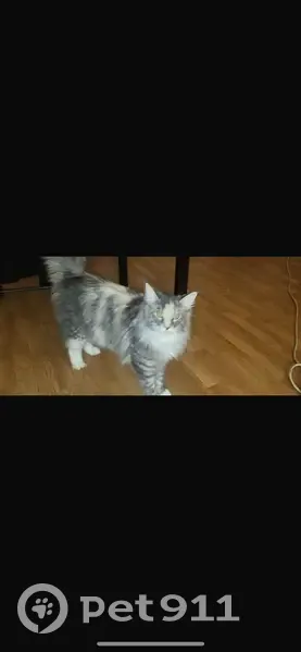 Chatte Miya perdue à Herblay-sur-Seine - photo
