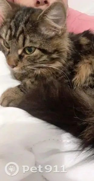 Chatte tigrée disparue à Argenteuil - photo