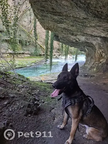 Malinois femelle perdue en montagne - photo
