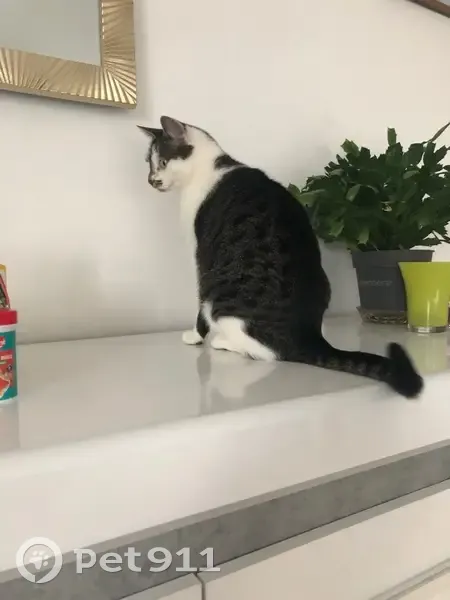 Chatte Pralinette perdue à Louviers - photo