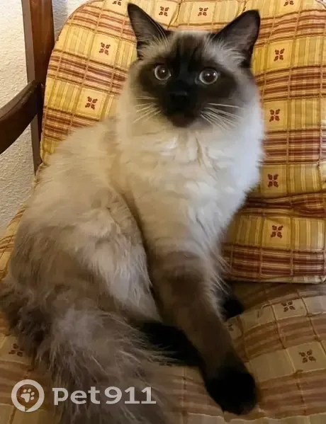 Chat Baluba perdu, beige, museau brun, Puteaux - photo