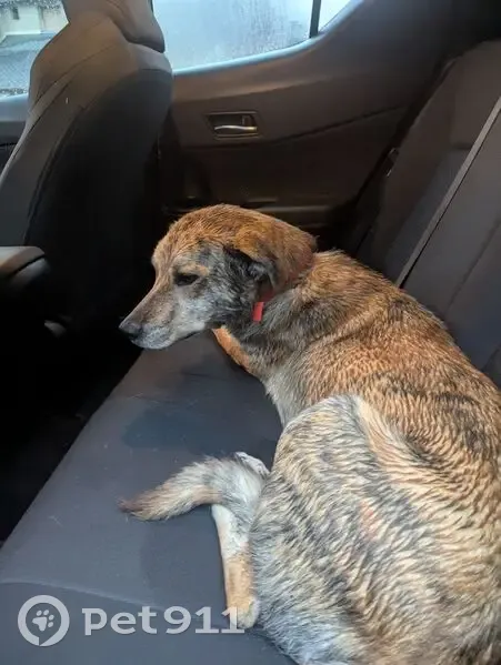 Chien fauve trouvé au mont Aigoual - photo