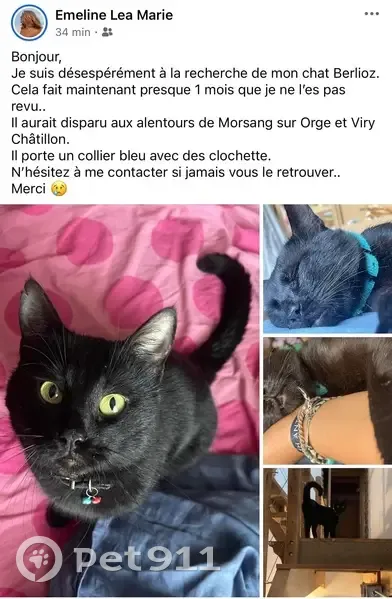 Chat noir 3 ans perdu à Viry-Châtillon - photo