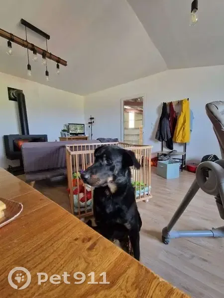 Deux chiens perdus à Plats - photo