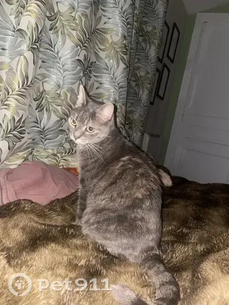 Petite chatte grise perdue à Aguilcourt - photo