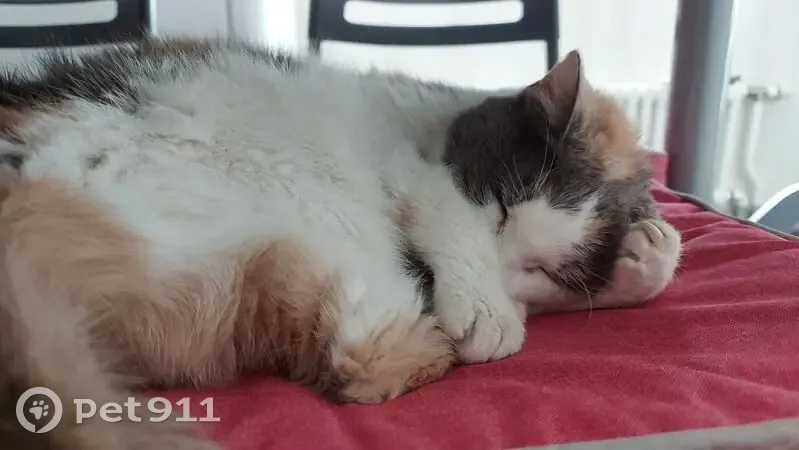 Chatte tricolore 25 ans perdue à Delle - photo