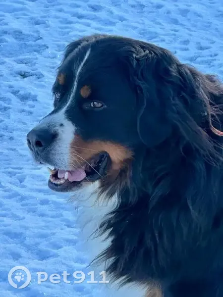 Chien Bouvier Bernois perdu à Saint-Didier - photo