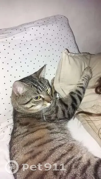 Chat tigré 10 mois perdu Strasbourg - photo
