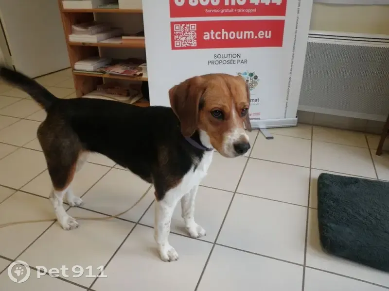 Jeune Beagle-Harrier trouvé à Mauzens - photo