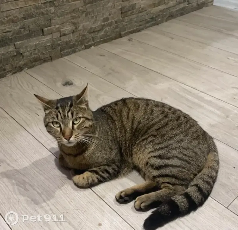 Chat perdu à Montesson - Aidez-nous ! - photo